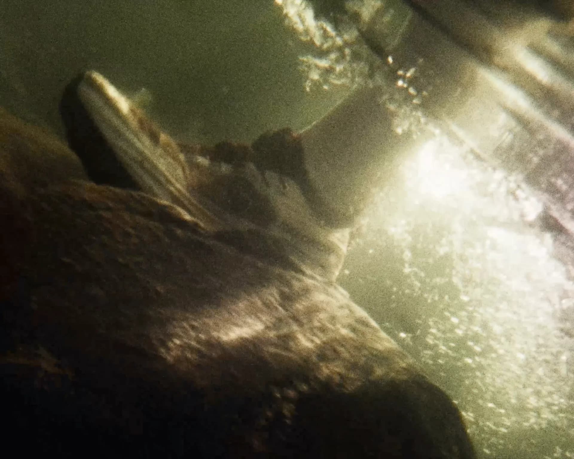 Water and sunlight in nature along the Western States trail course