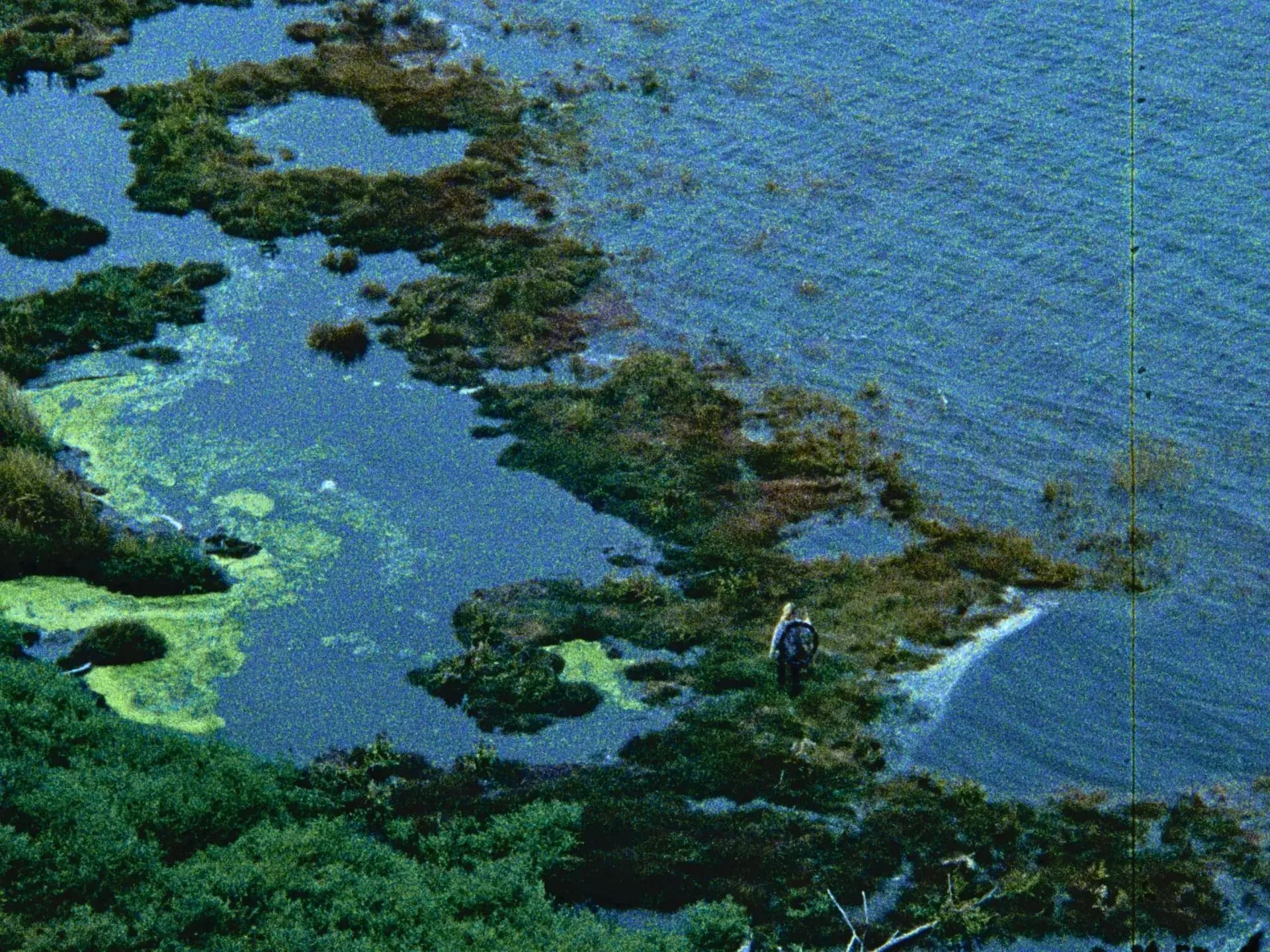 Tropical rainforest coastline with sea and lush vegetation, Jay project landscape