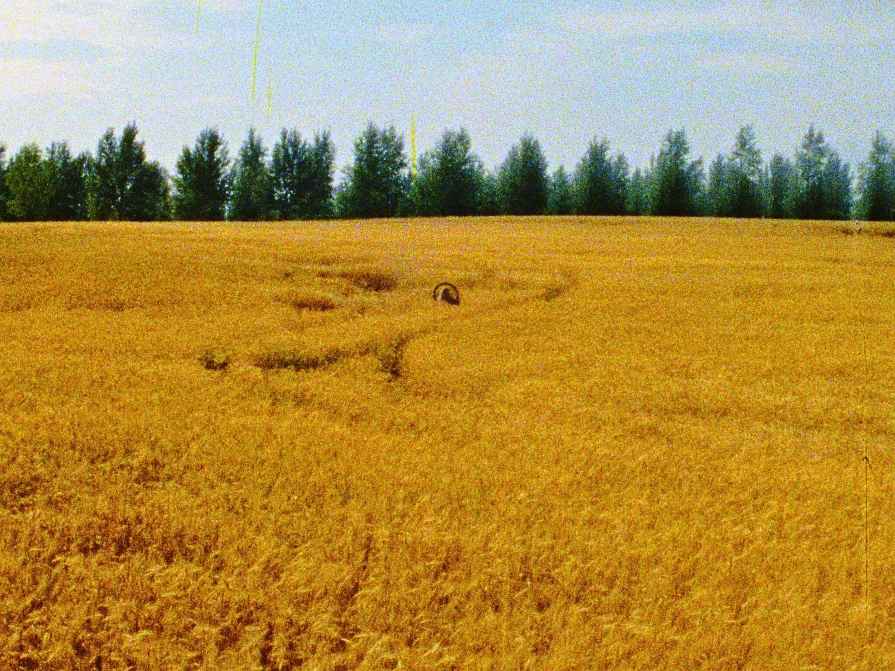 A girl holding a wheel overhead walking in a golden grain field under a pale sky, with faint curved tracks in the middle and a dark treeline along the horizon.